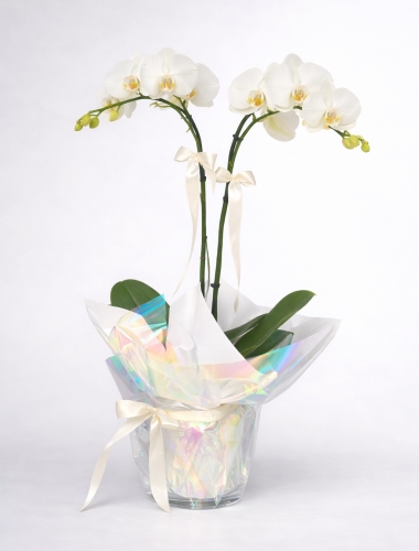Çift Dal Beyaz Orkide