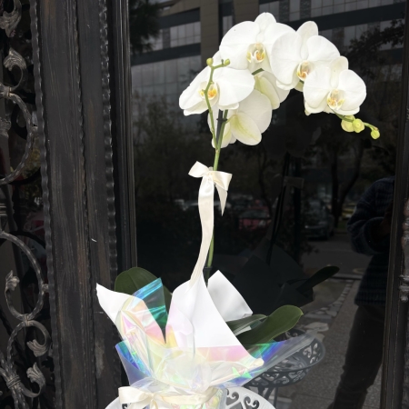 XL Beyaz Tek Dal Orkide Hollanda